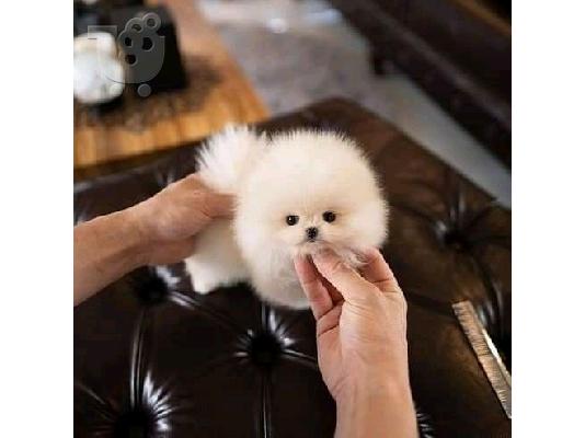 Πωλούνται κουτάβια Pomeranian